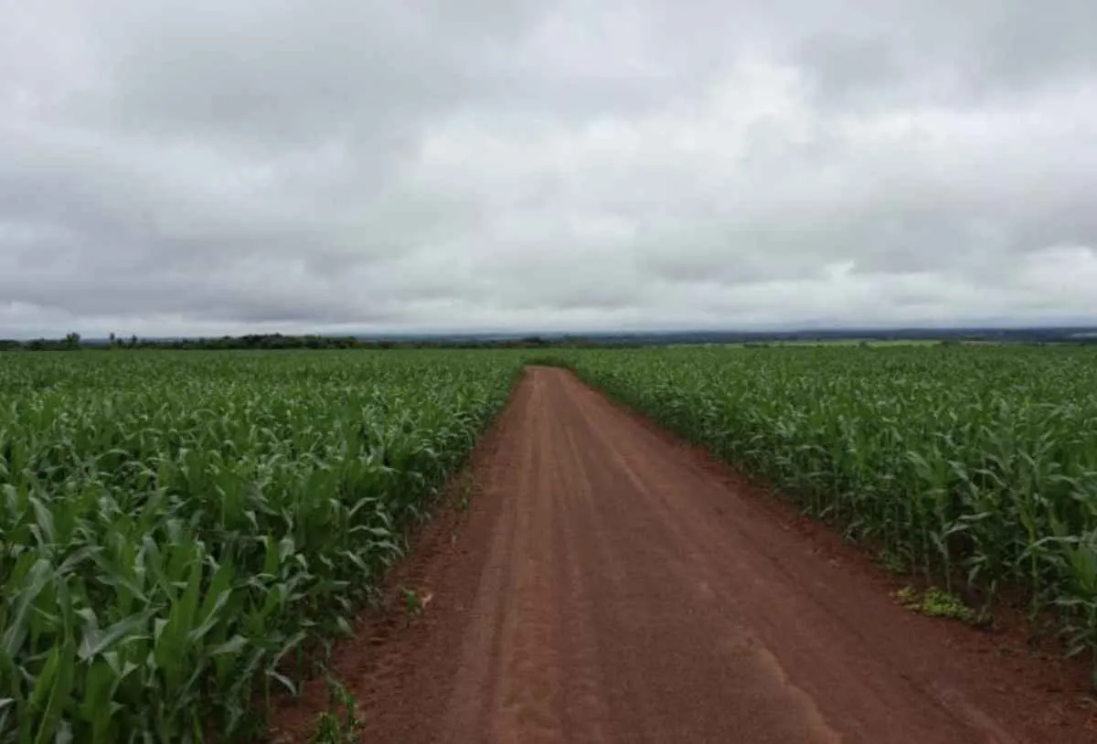 Safra avança em MS com soja colhida e milho quase finalizado