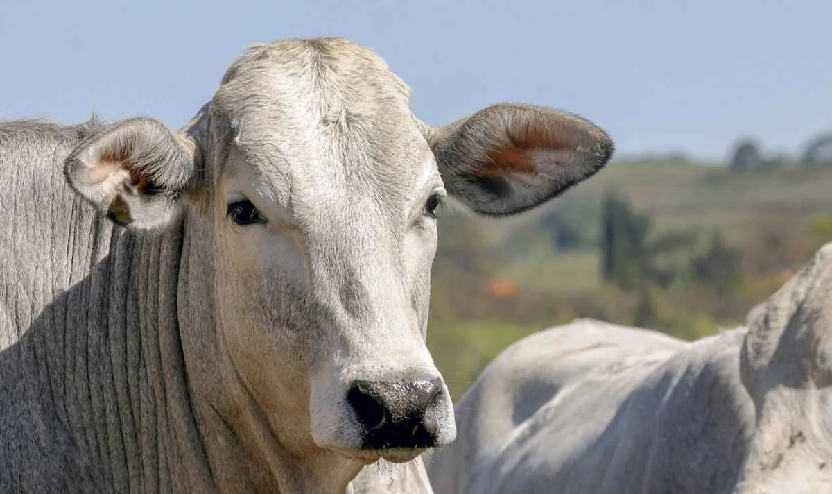 Pressão negativa marca última semana de abril no boi gordo