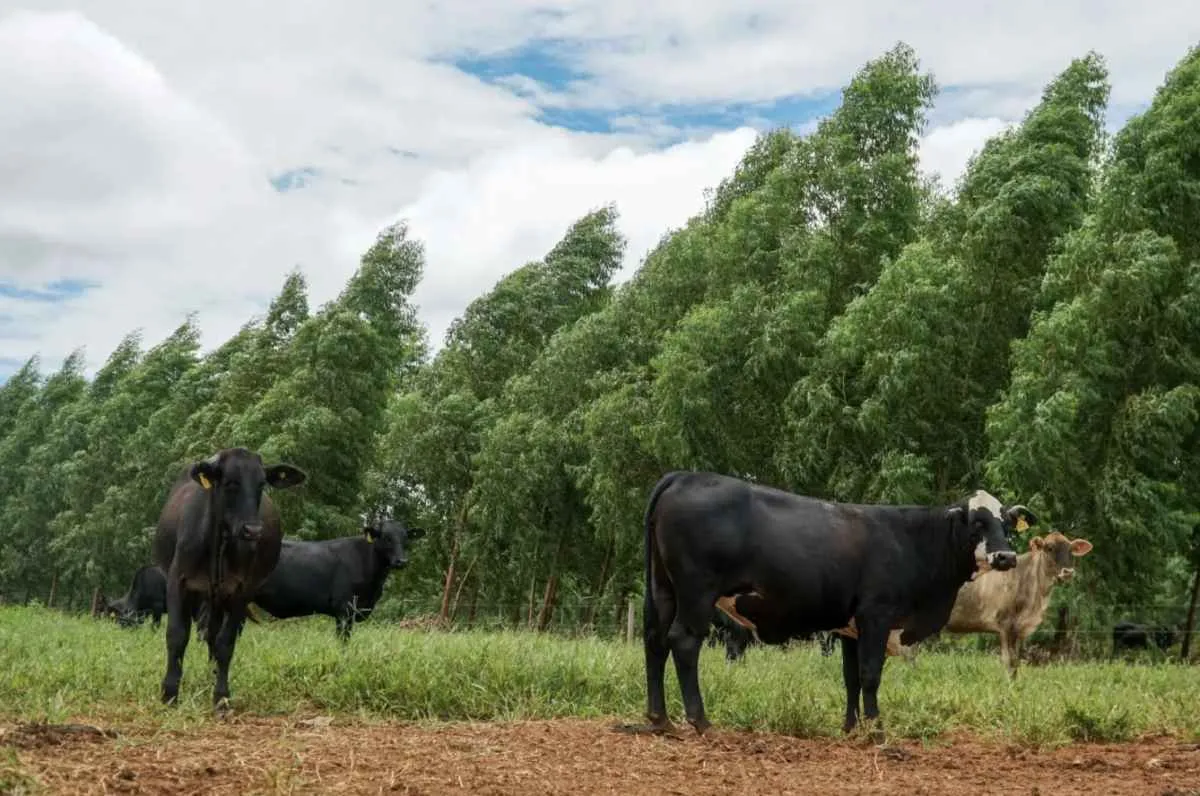 Pecuária de MT recupera áreas e pode liberar R$ 921 milhões