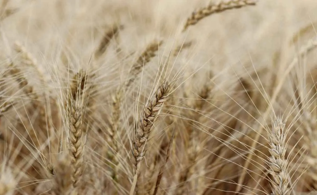 Produção de trigo atinge menor nível em 6 anos e eleva preços