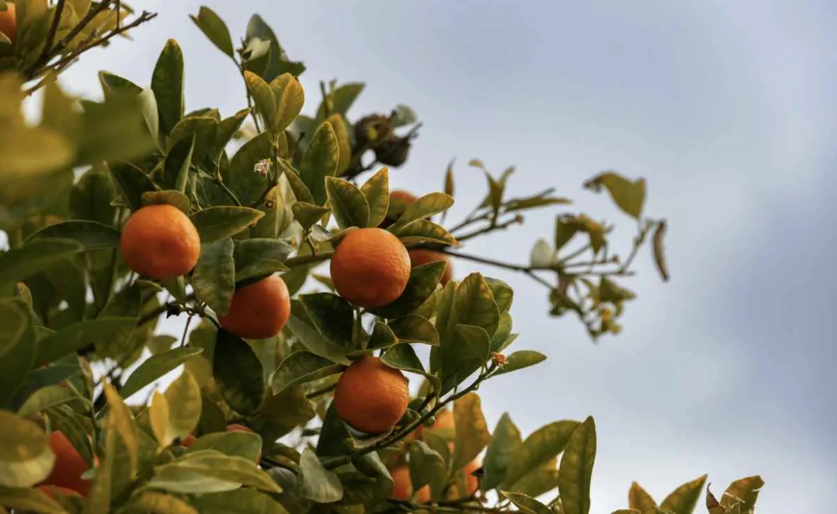 Safra de laranja 2026/27 começa sem definição de contratos