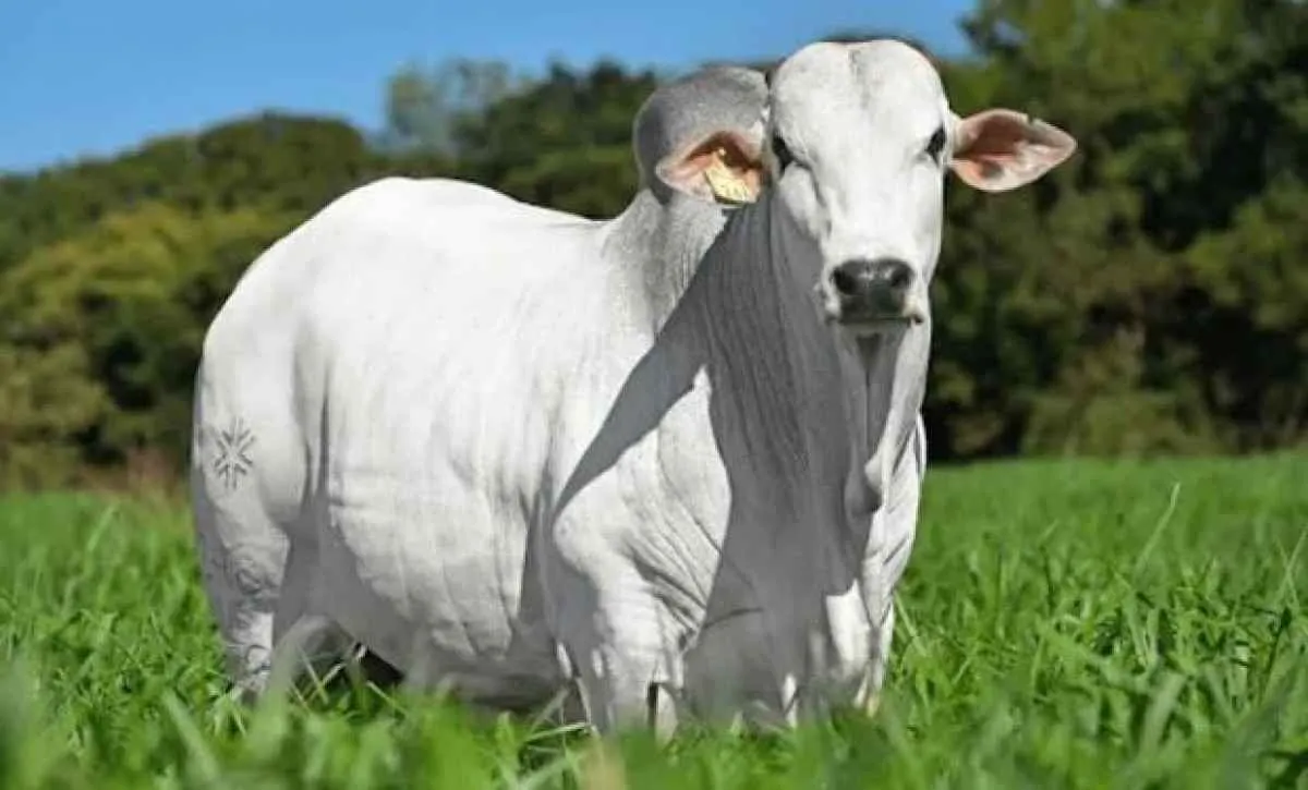 O boi gordo subiu em plena safra