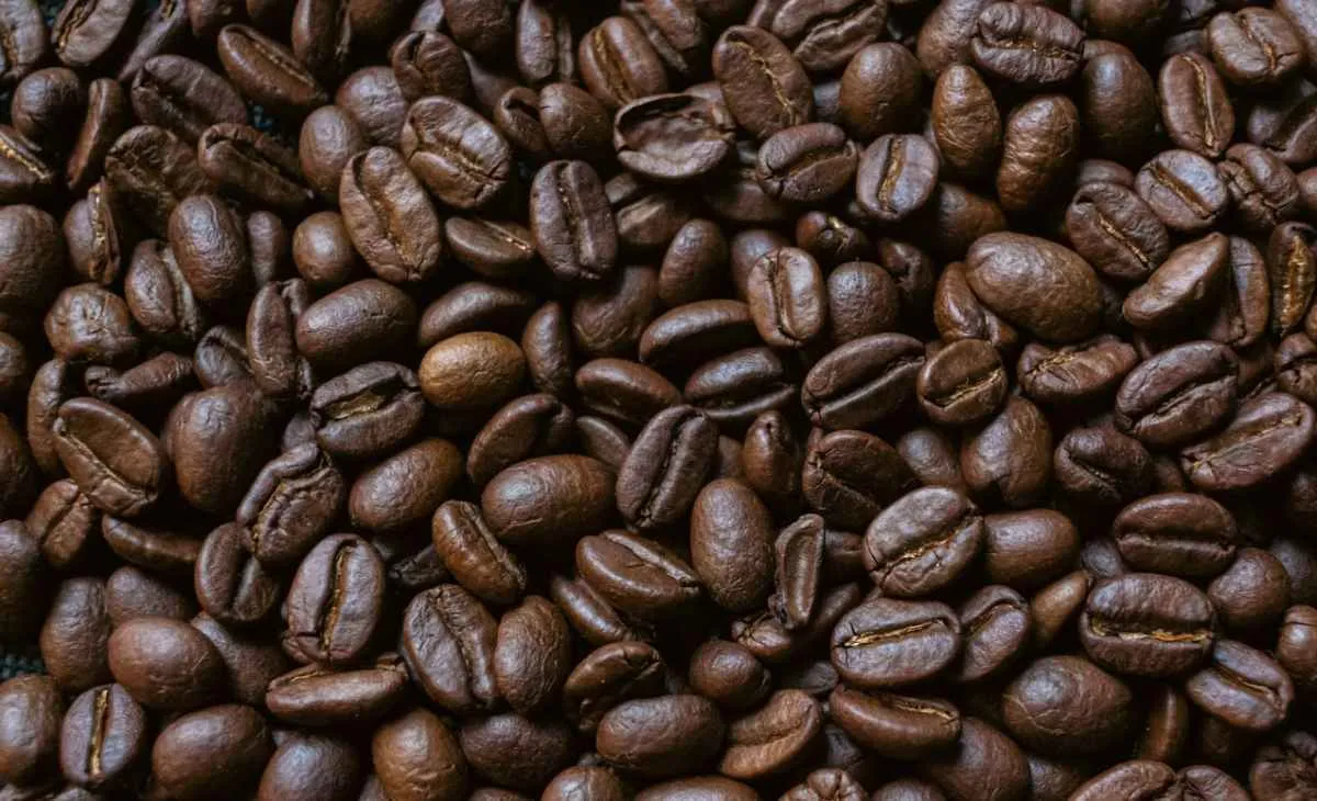 Chuvas atrasam colheita e afetam qualidade do café