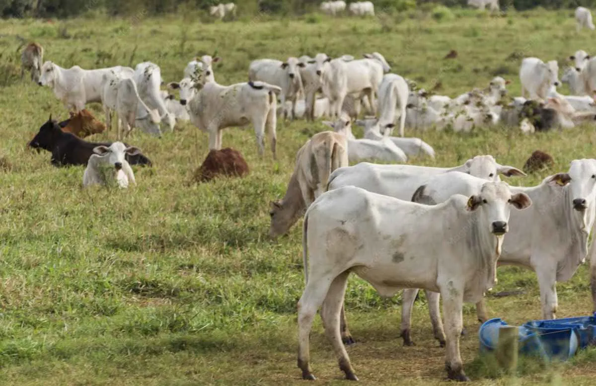 Arroba com preços baixos na B3 não condiz com fundamentos de mercado