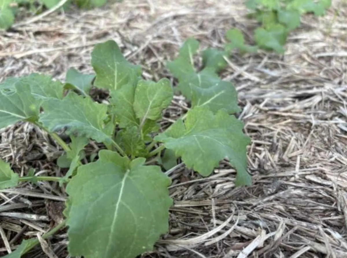 Canola ganha força no RS e impulsiona safra de inverno