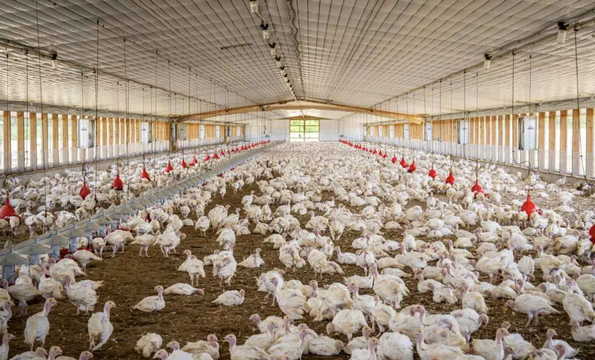 Setor avícola celebra crescimento no Dia Mundial do Frango