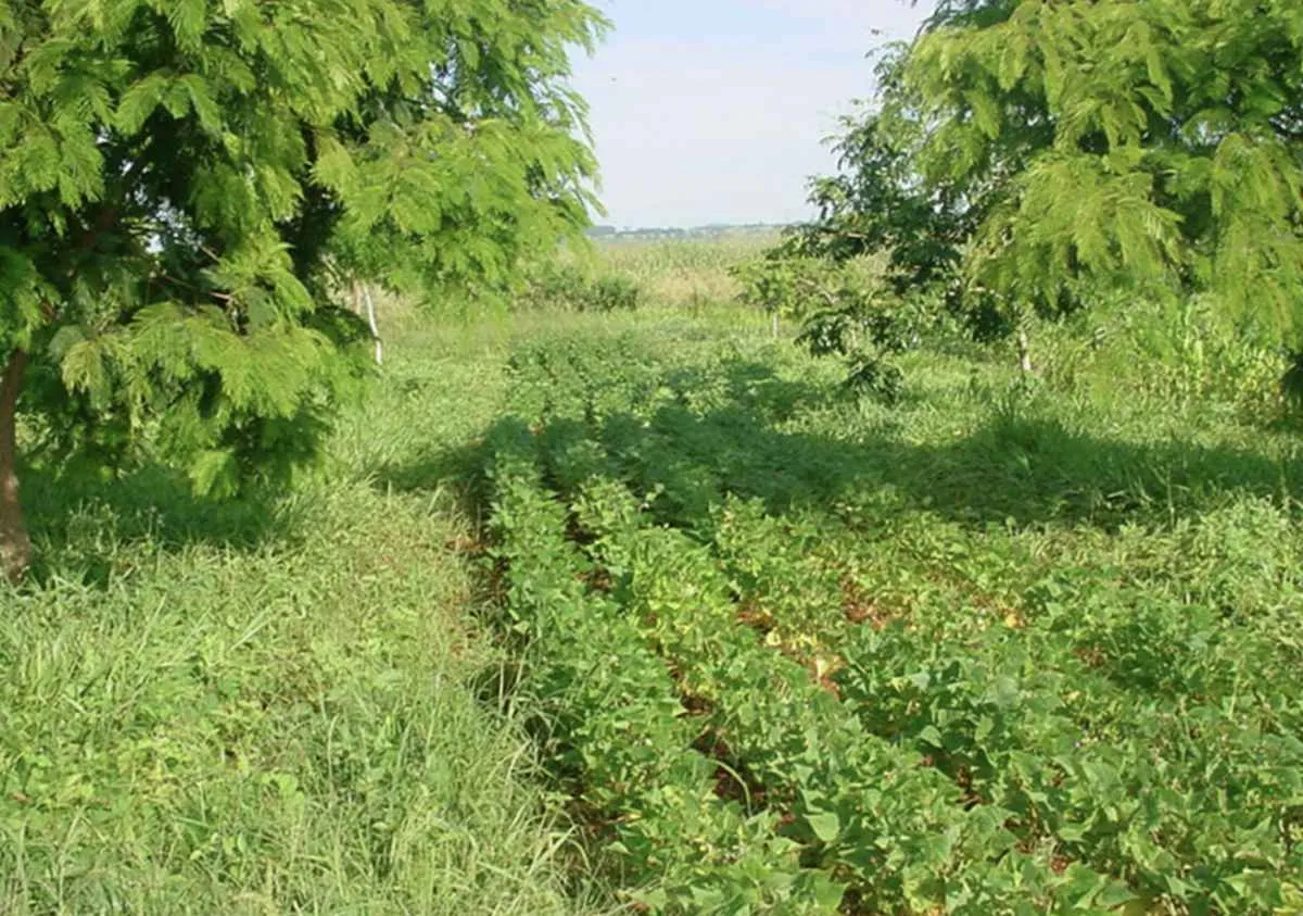 Sistema agroflorestal dobra carbono no solo do Cerrado