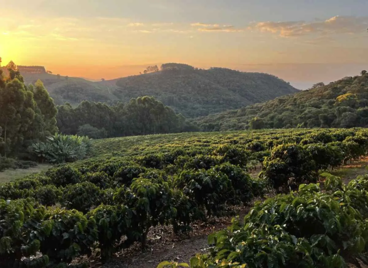 Região paulista conquista selo de origem para o café