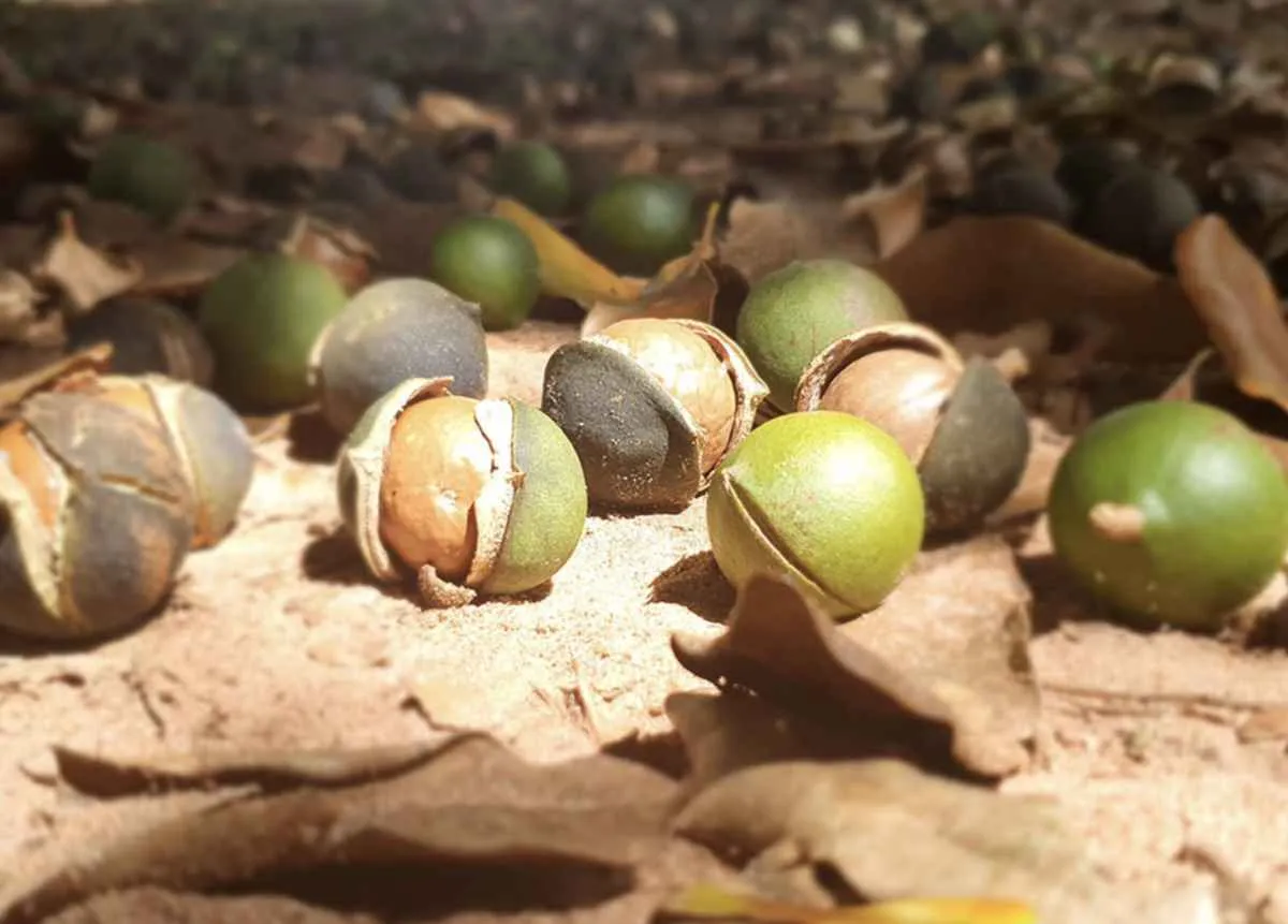 Bactérias da macadâmia mostram potencial contra doenças