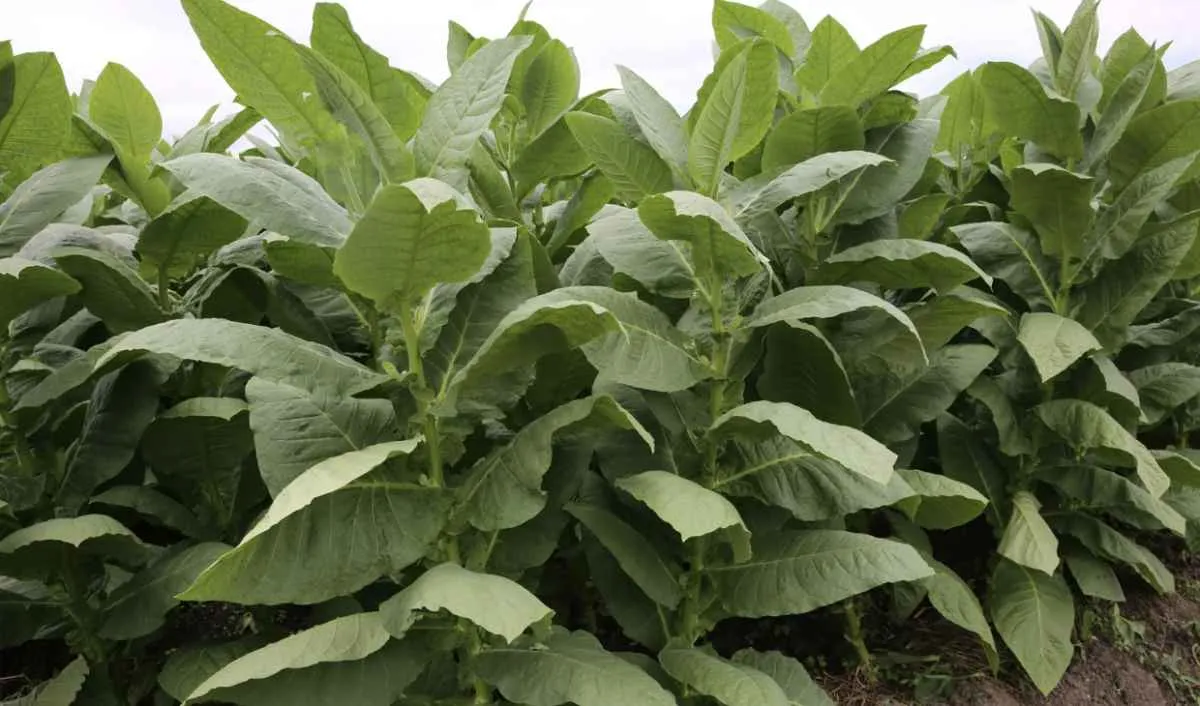 Plantio do tabaco começa e segue até novembro no Sul