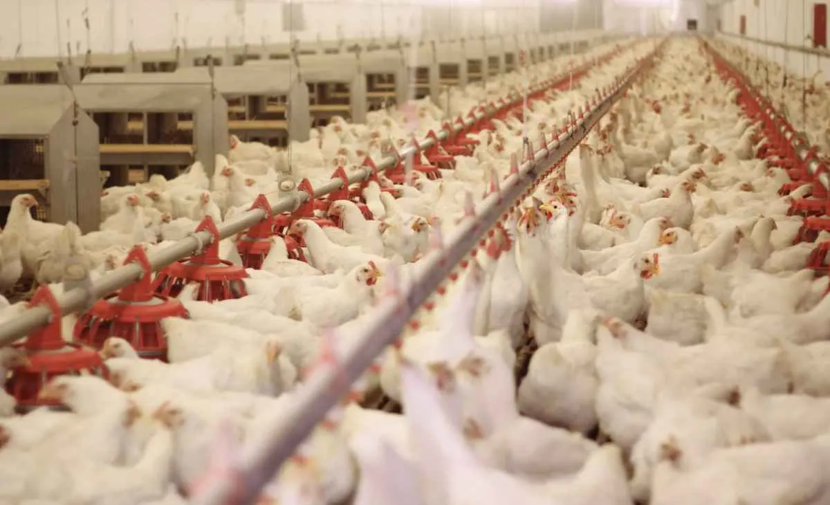 Preço do frango sobe em abril após trimestre de quedas