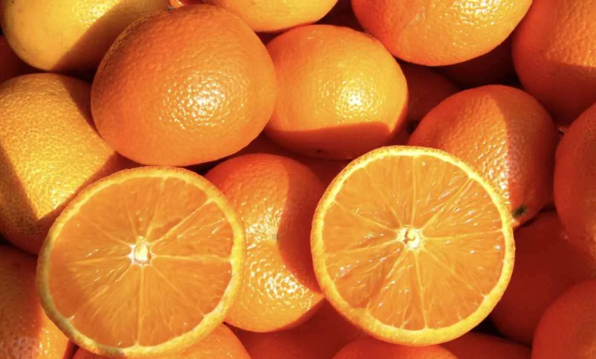 Mercado da laranja inicia temporada em ritmo lento