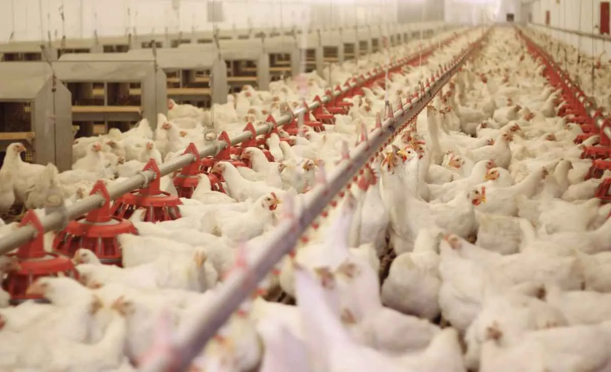 Avicultura ganha fôlego com queda nos custos de ração