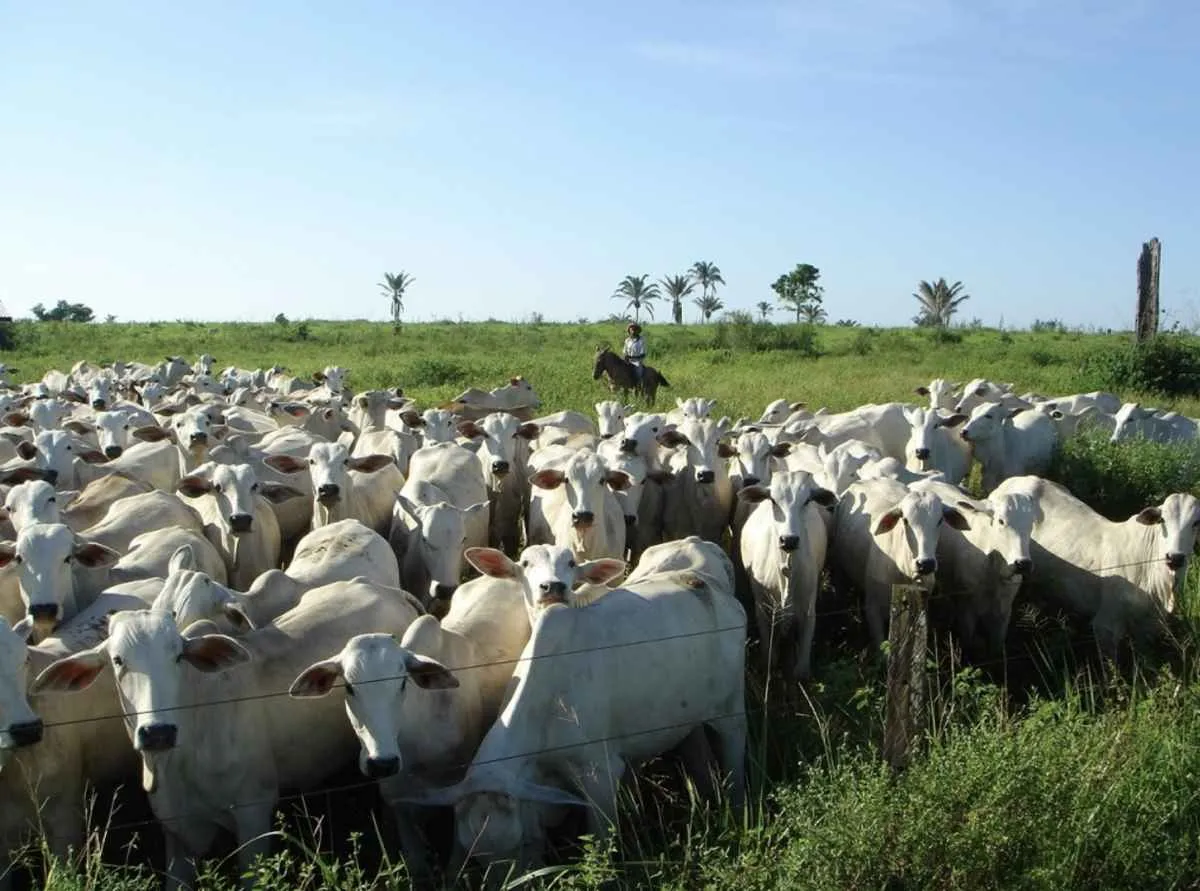 Pecuária lidera avanço do agronegócio de Minas Gerais