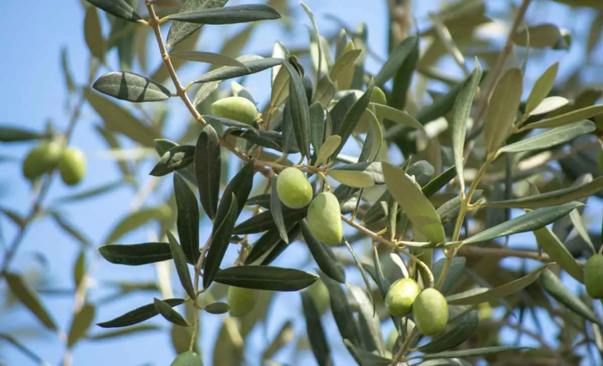 Paraná tem 69 municípios aptos ao cultivo de oliveiras