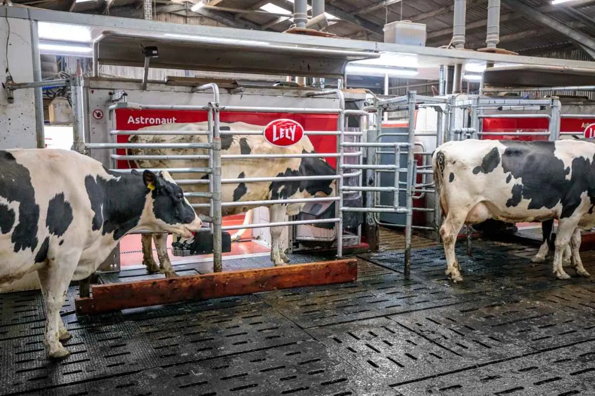 O segredo da ordenha robotizada está no caminho das vacas