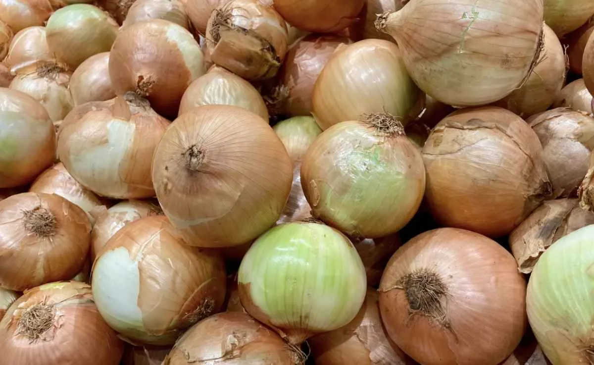 Problemas de qualidade pressionam mercado da cebola
