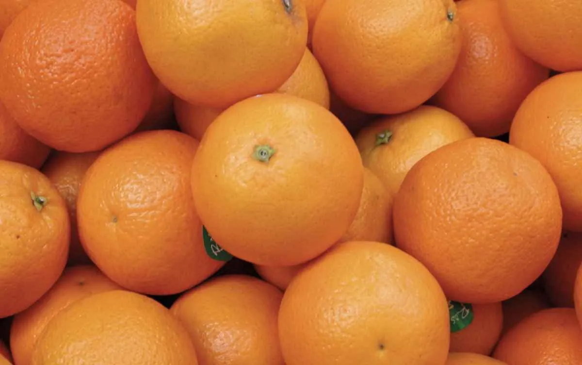 Safra de laranja cresce, mas perdas limitam resultado