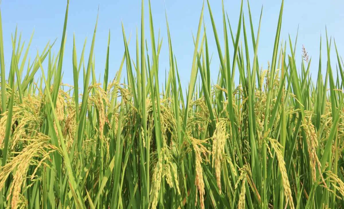 Mercado de arroz segue lento no Rio Grande do Sul