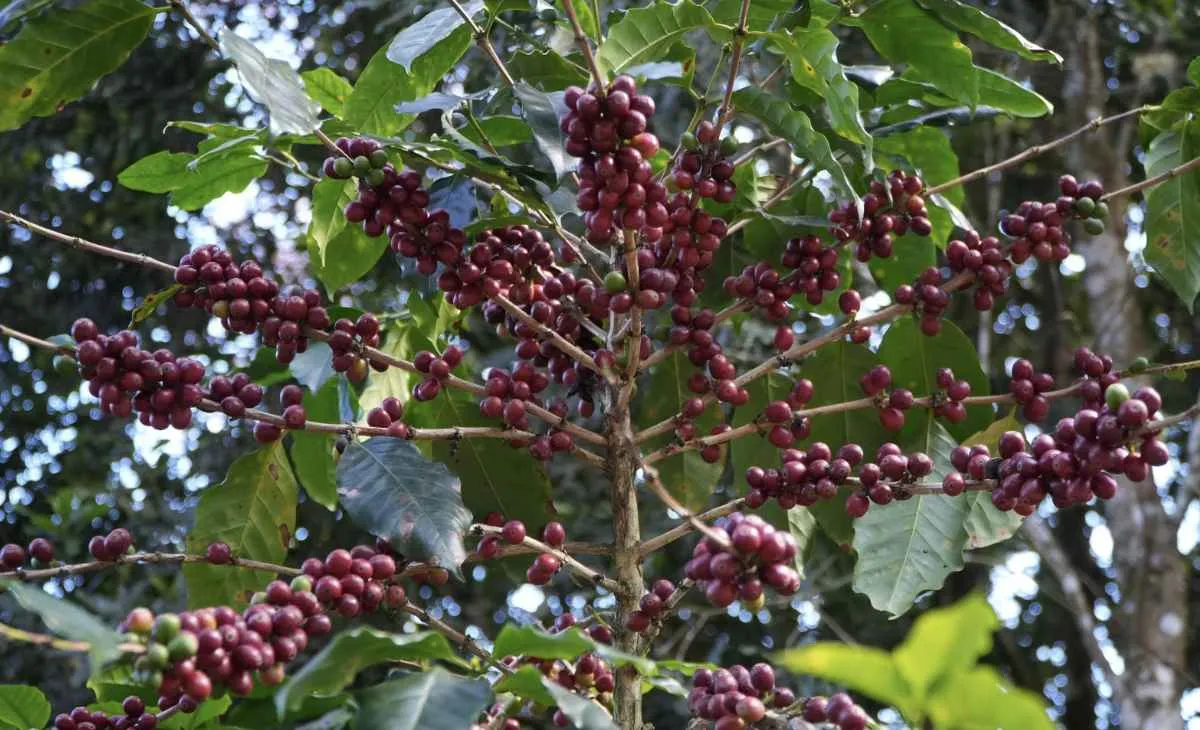 Excesso de chuva ameaça qualidade do café arábica