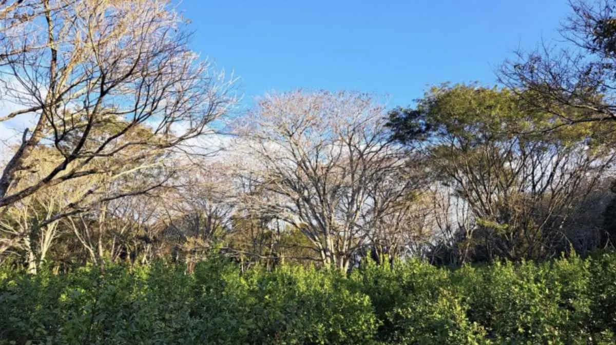 Colheita da erva-mate terá abertura oficial no RS
