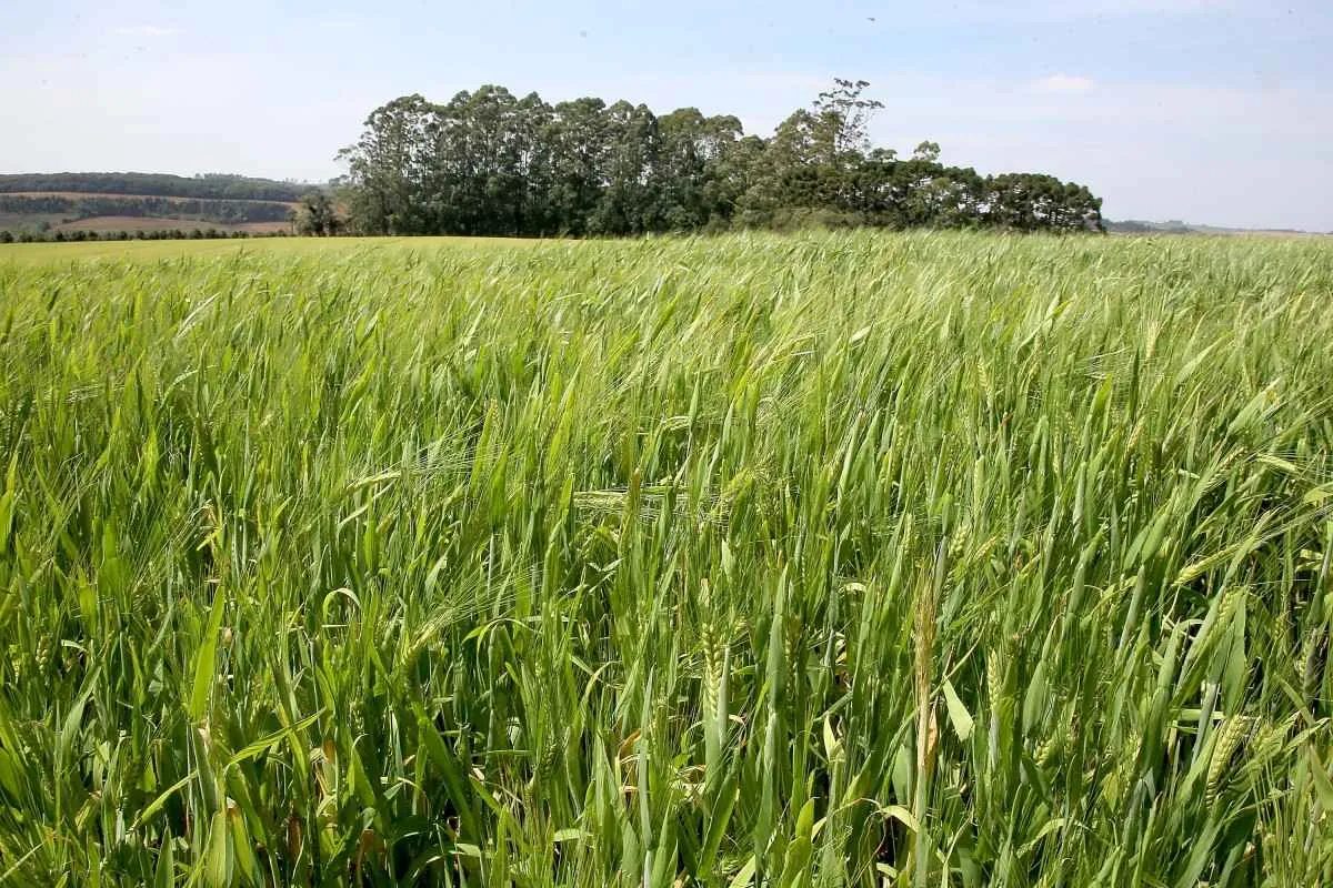 Maior rentabilidade impulsiona expansão da cevada no Paraná