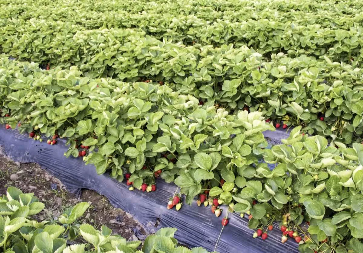 Safra de morango cresce, mas praga preocupa produtores