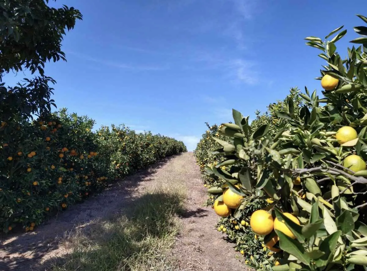 Projetos fortalecem produção de frutas em Minas Gerais
