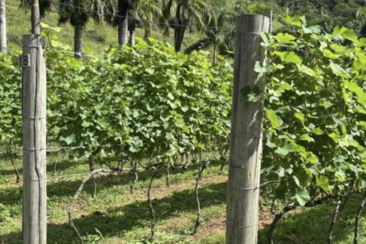 Produção de vinhos ganha impulso e amplia oportunidades no RJ