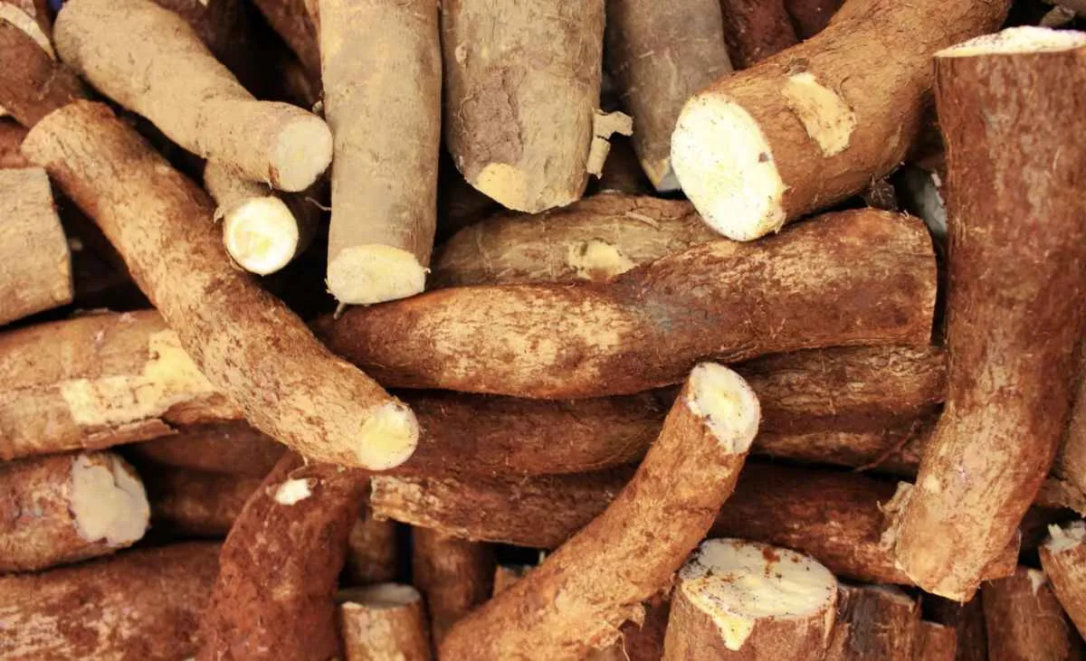 Oferta elevada derruba preços da mandioca e derivados