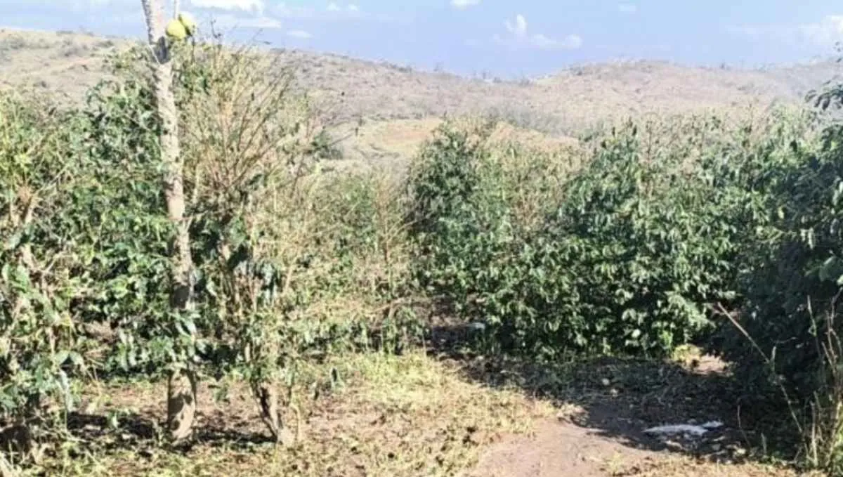Granizo afeta mais de 10 mil hectares no Sul de Minas