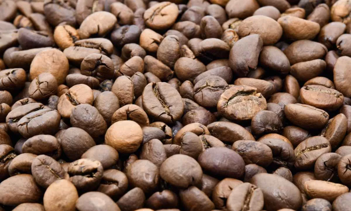 Safra de café ganha ritmo nas principais regiões
