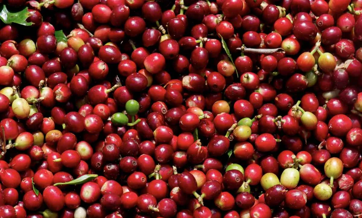 Colheita de café alcança 15,8% nas principais regiões