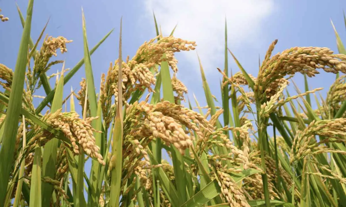 Preços do arroz recuam com oferta elevada no mercado