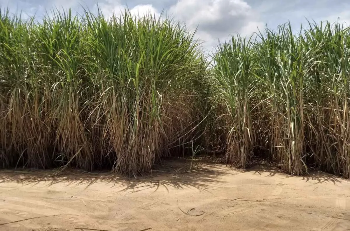 Tecnologia do IAC pode impulsionar biocombustíveis avançados