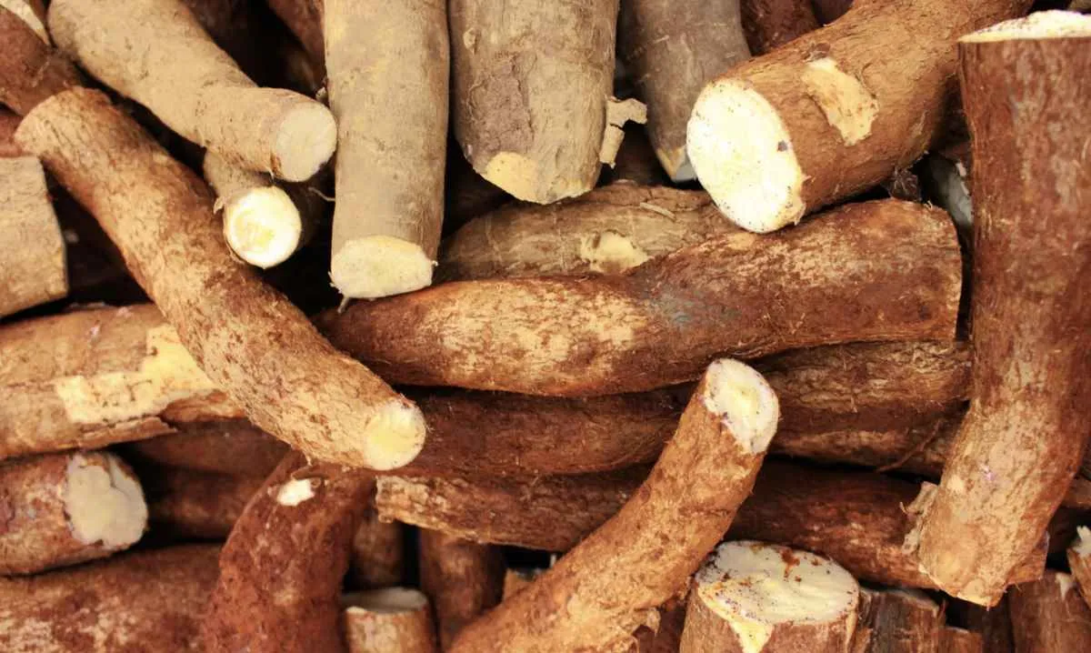 Moagem de mandioca atinge recorde histórico puxada pela indústria