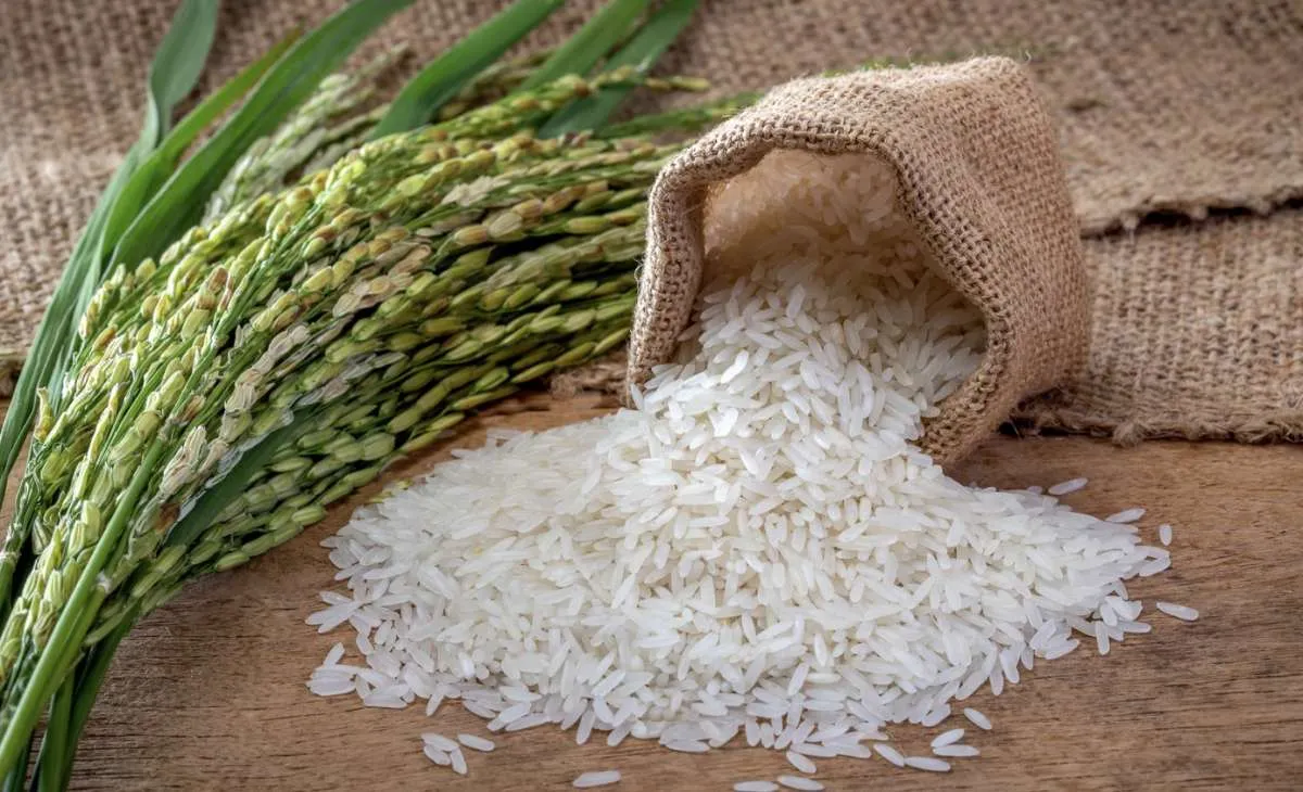 Exportações impulsionam reação dos preços do arroz