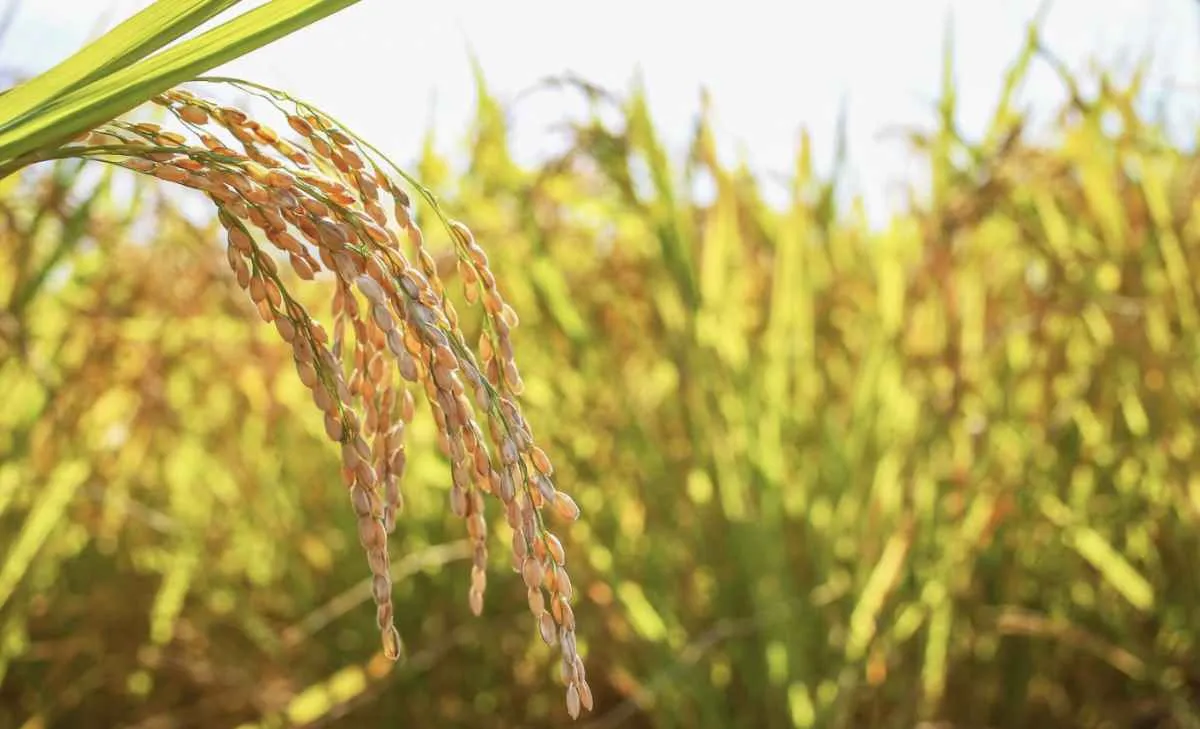 Oferta restrita sustenta preços do arroz no RS