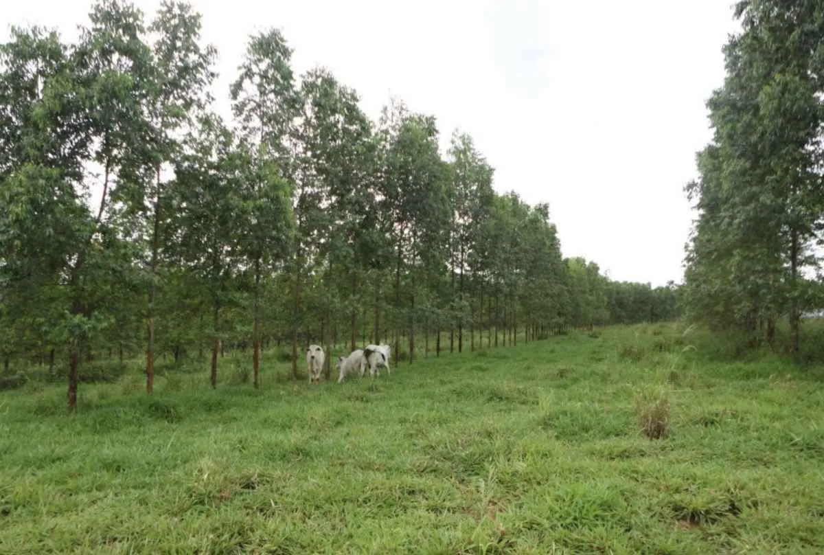 Instituto Biológico amplia pesquisas para um agro sustentável