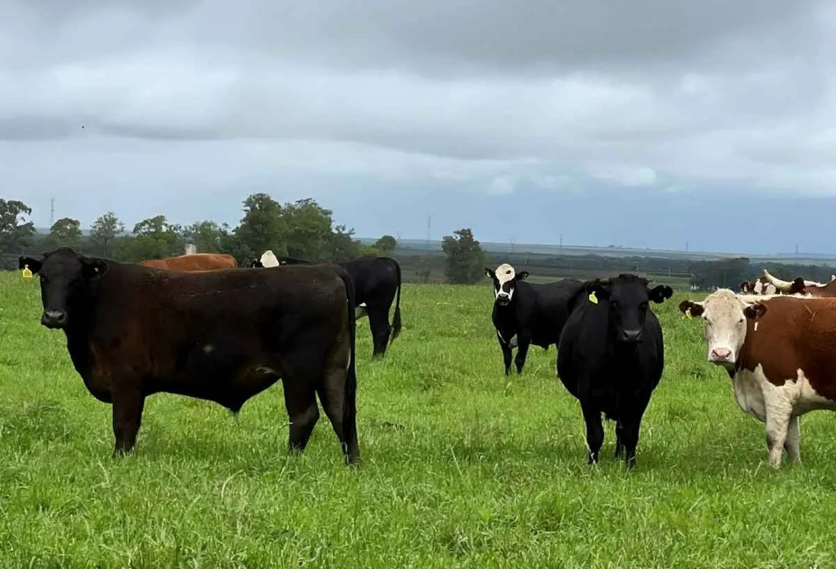 Pecuaristas têm até 30 de junho para declarar rebanho no RS