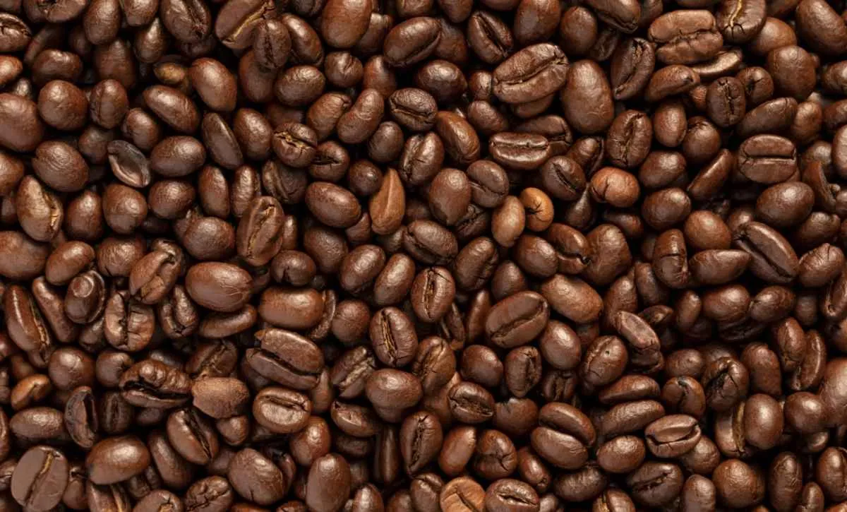 Exportações de café recuam, mas receita se mantém