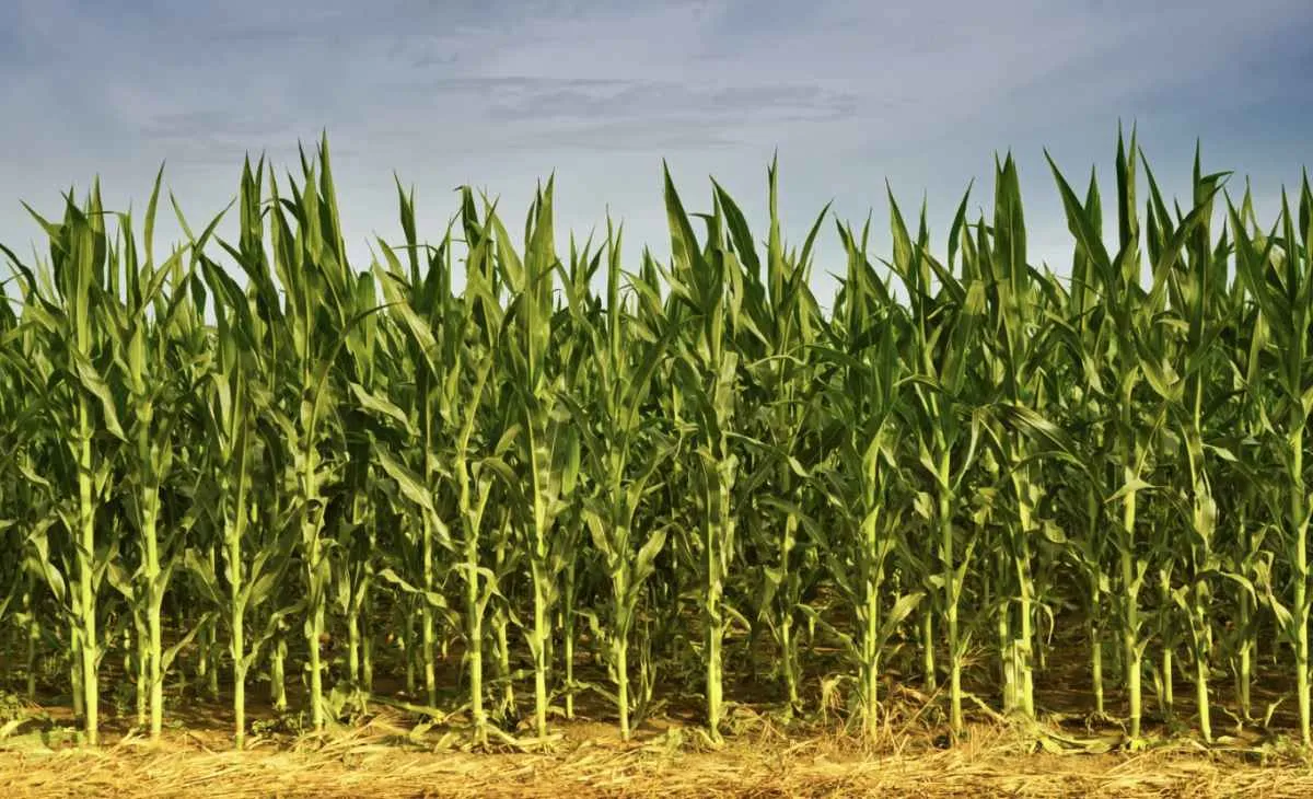 Expedição Safra aponta desafios e mudanças no campo em Goiás