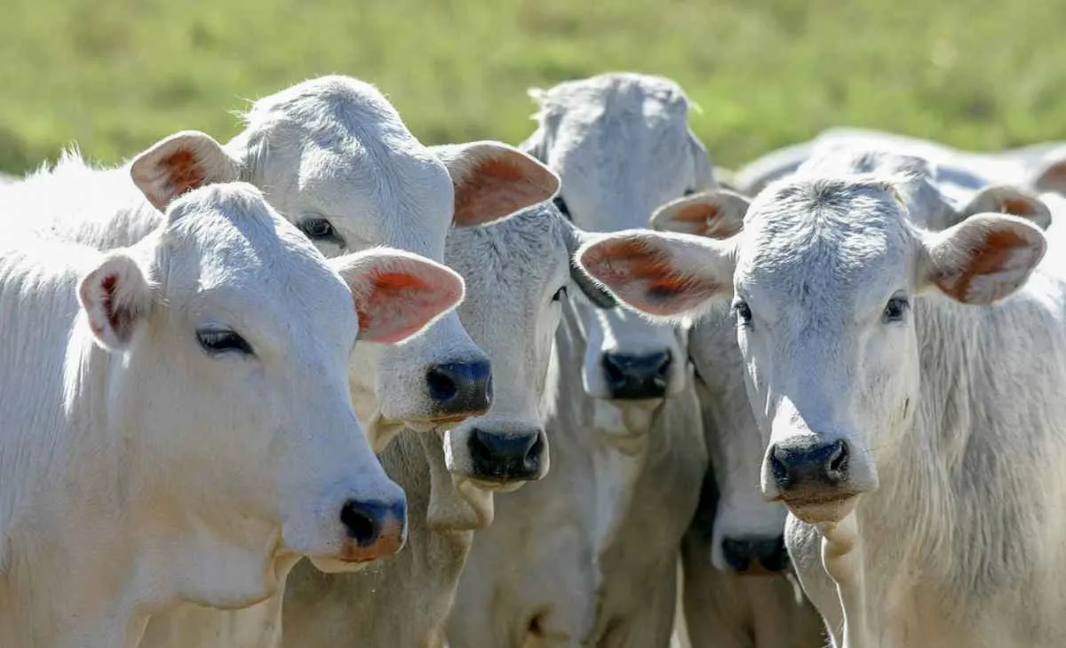 Semana é marcada por pressão negativa no mercado do boi gordo