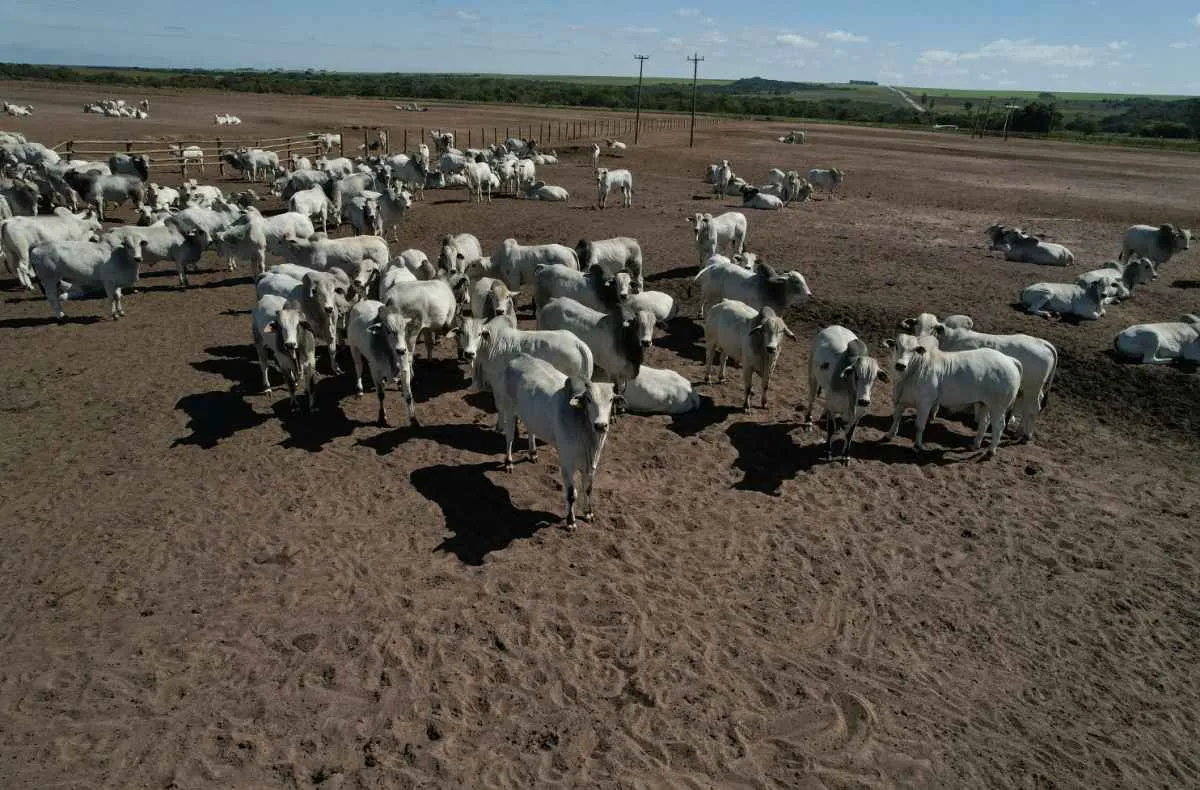 Famato reforça prazo final da atualização de rebanhos