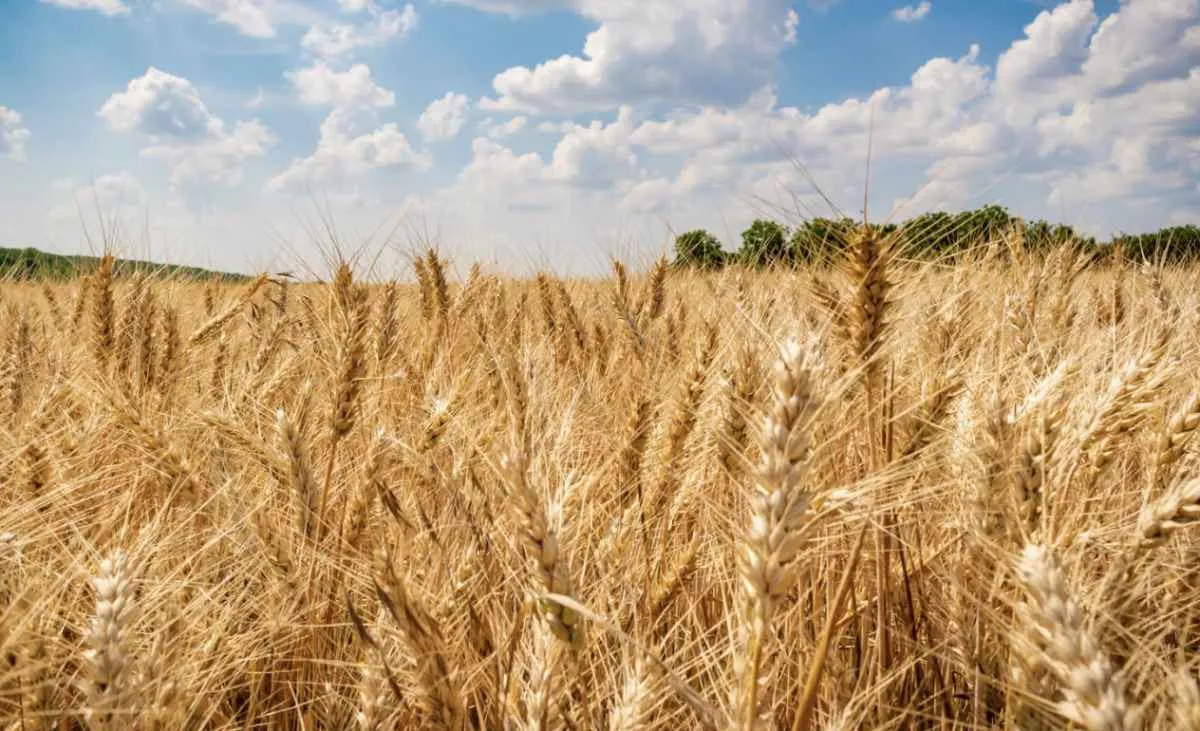 Abitrigo completa 35 anos de atuação na indústria do trigo