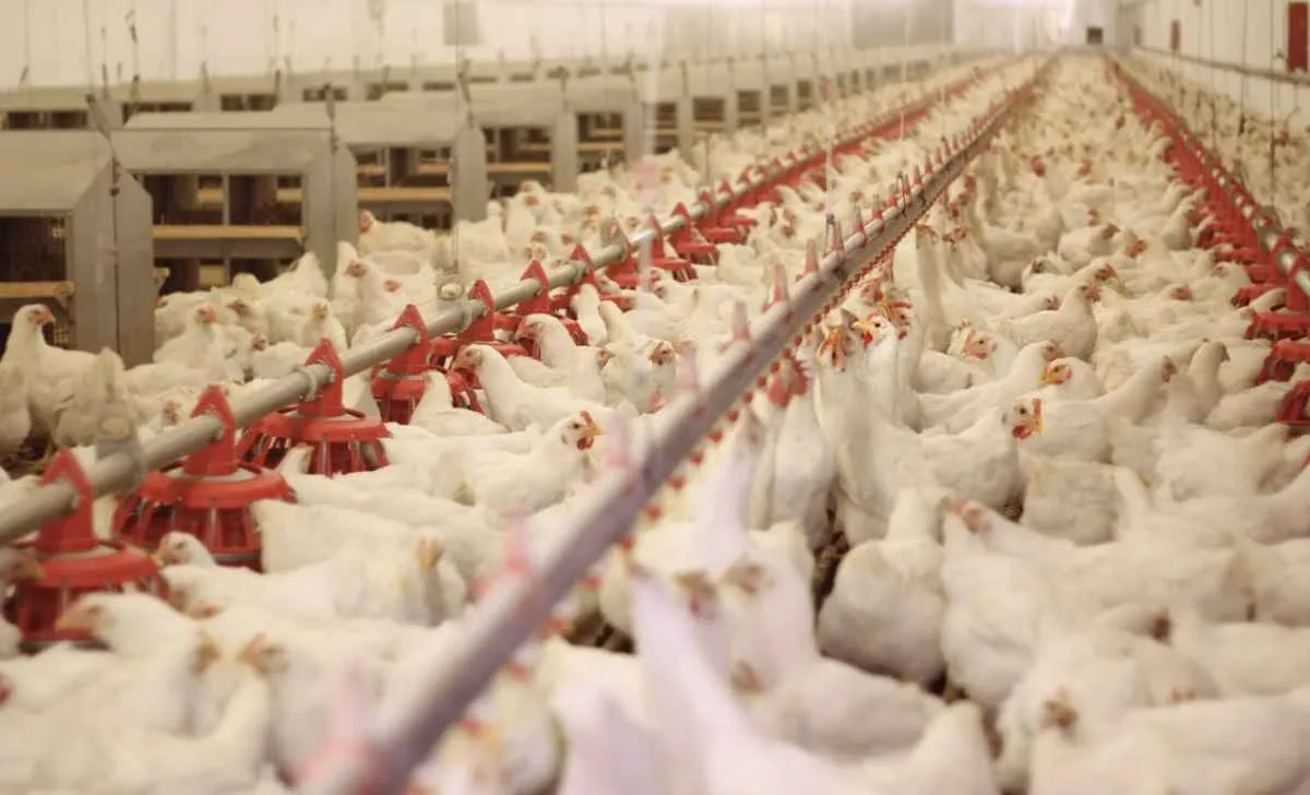 Preço do frango vivo avança após ajuste na oferta