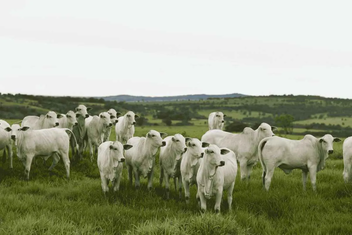 Chegada das pastagens de inverno exige manejo sanitário no RS