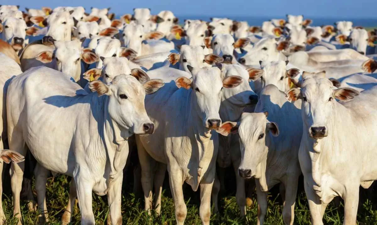 Prazo para Declaração de Rebanho termina em 30 de junho no RS