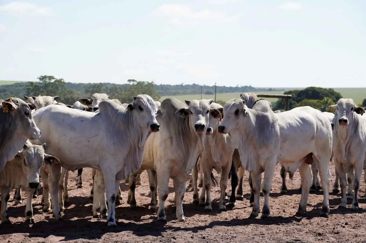 China amplia oportunidades para carne bovina brasileira