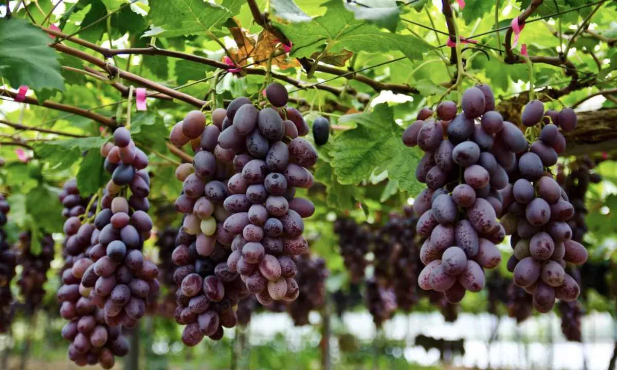 Demanda por uvas reage e anima mercado em junho